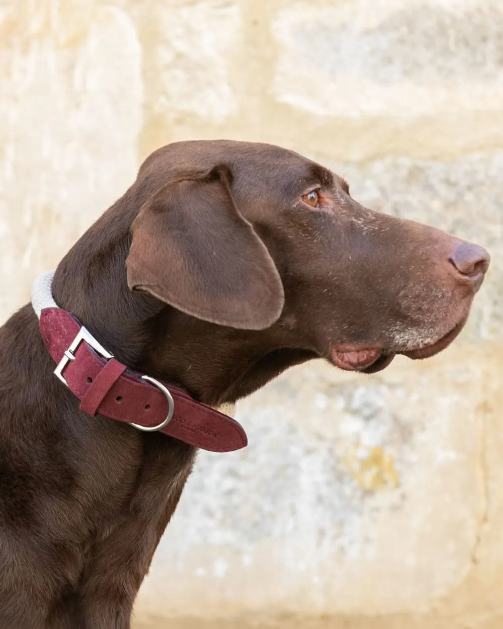 Rope and Leather Dog Collar - Burgundy